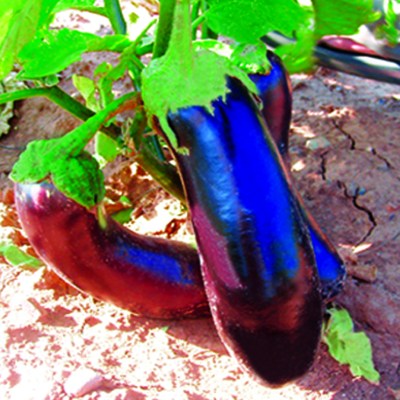 Σπόροι Μελιτζάνας Λαγκαδά